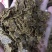 花生麸，麸肥，枯肥，菜麸，桐麸，茶麸，花生饼，黄麸，