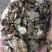 花生麸，麸肥，枯肥，菜麸，桐麸，茶麸，花生饼，黄麸，
