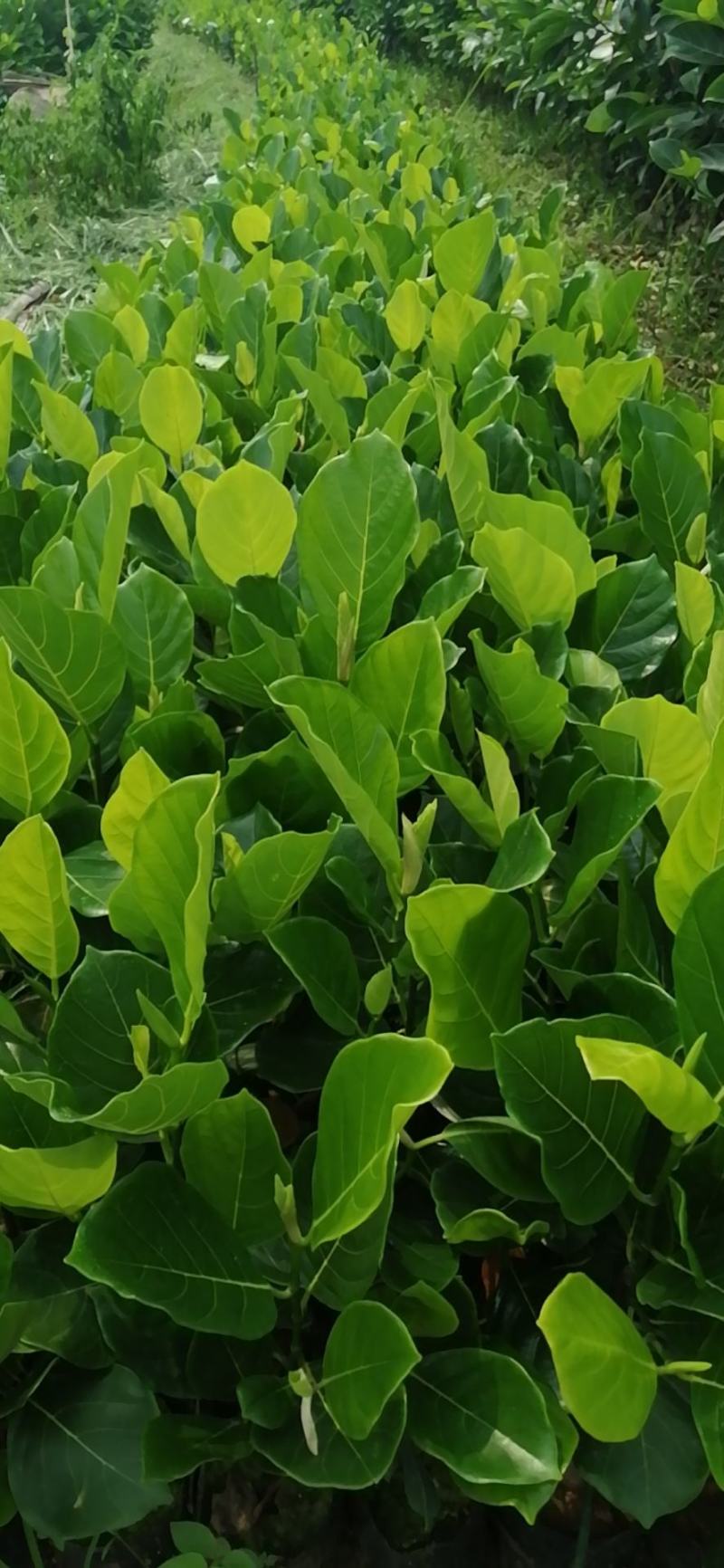 马来西亚一号菠萝蜜苗，大量有货价格美丽