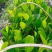 马来西亚一号菠萝蜜苗，大量有货价格美丽
