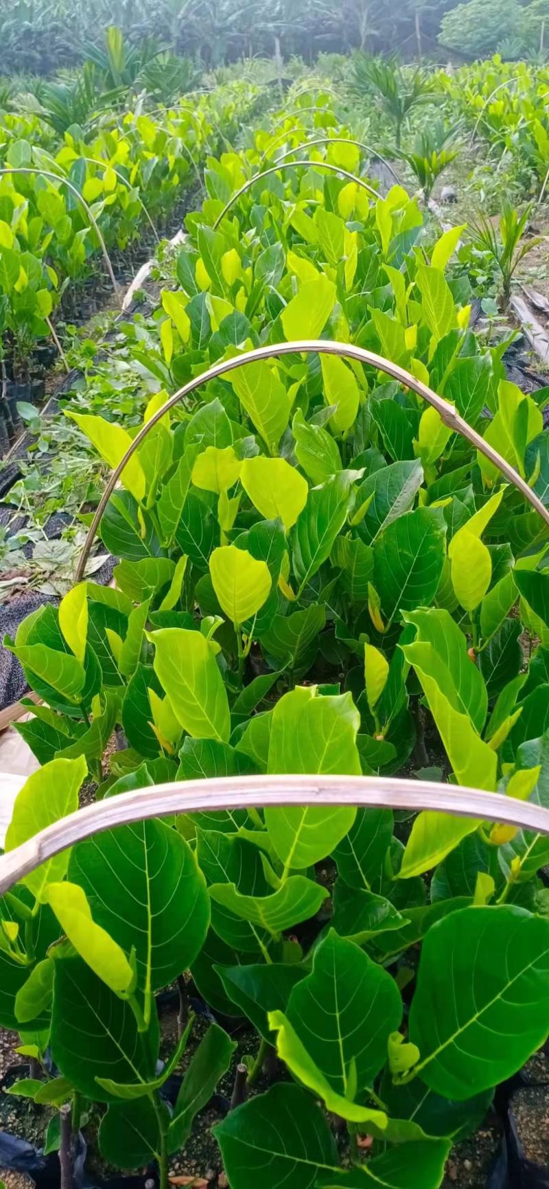 马来西亚一号菠萝蜜苗，大量有货价格美丽