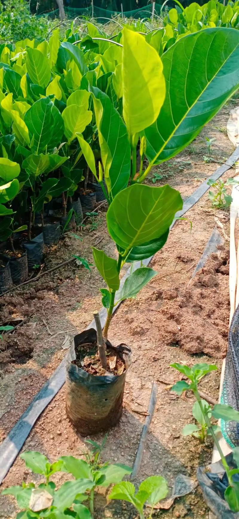 马来西亚一号菠萝蜜苗，大量有货价格美丽