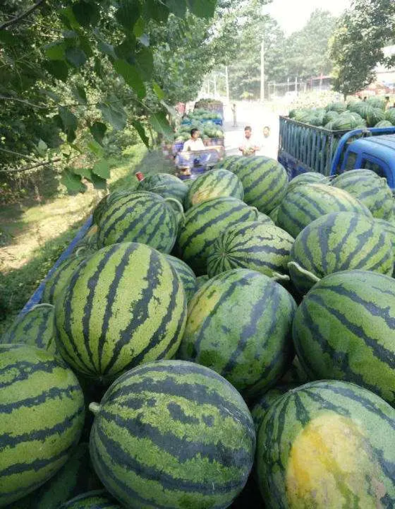 【推荐】万亩大棚麒麟瓜基地，现摘现采产地直发质量保证