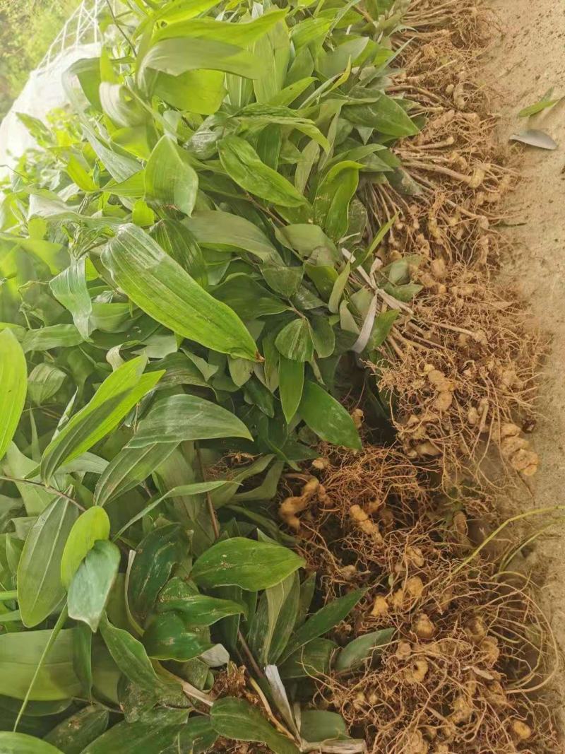 多花姜型倒苗甜黄精九华黄精种苗块茎苗