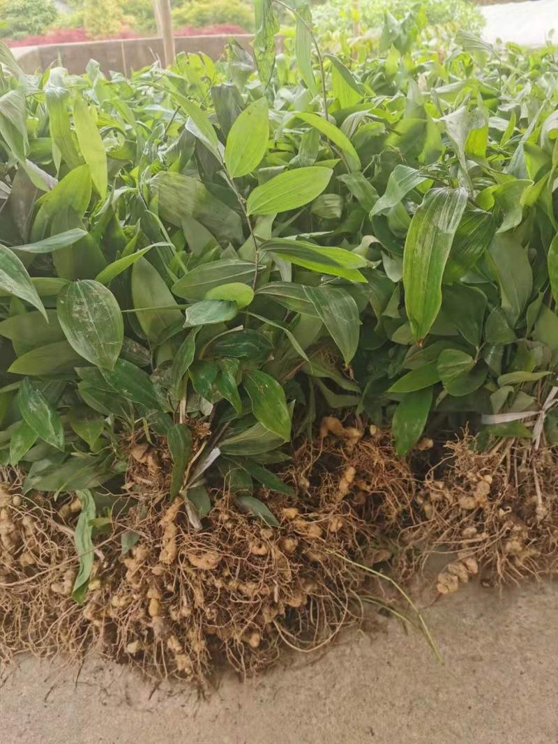 多花姜型倒苗甜黄精九华黄精种苗块茎苗