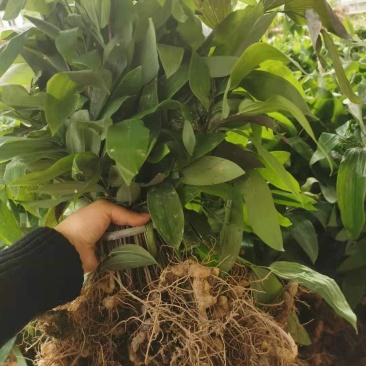 多花姜型倒苗甜黄精九华黄精种苗块茎苗