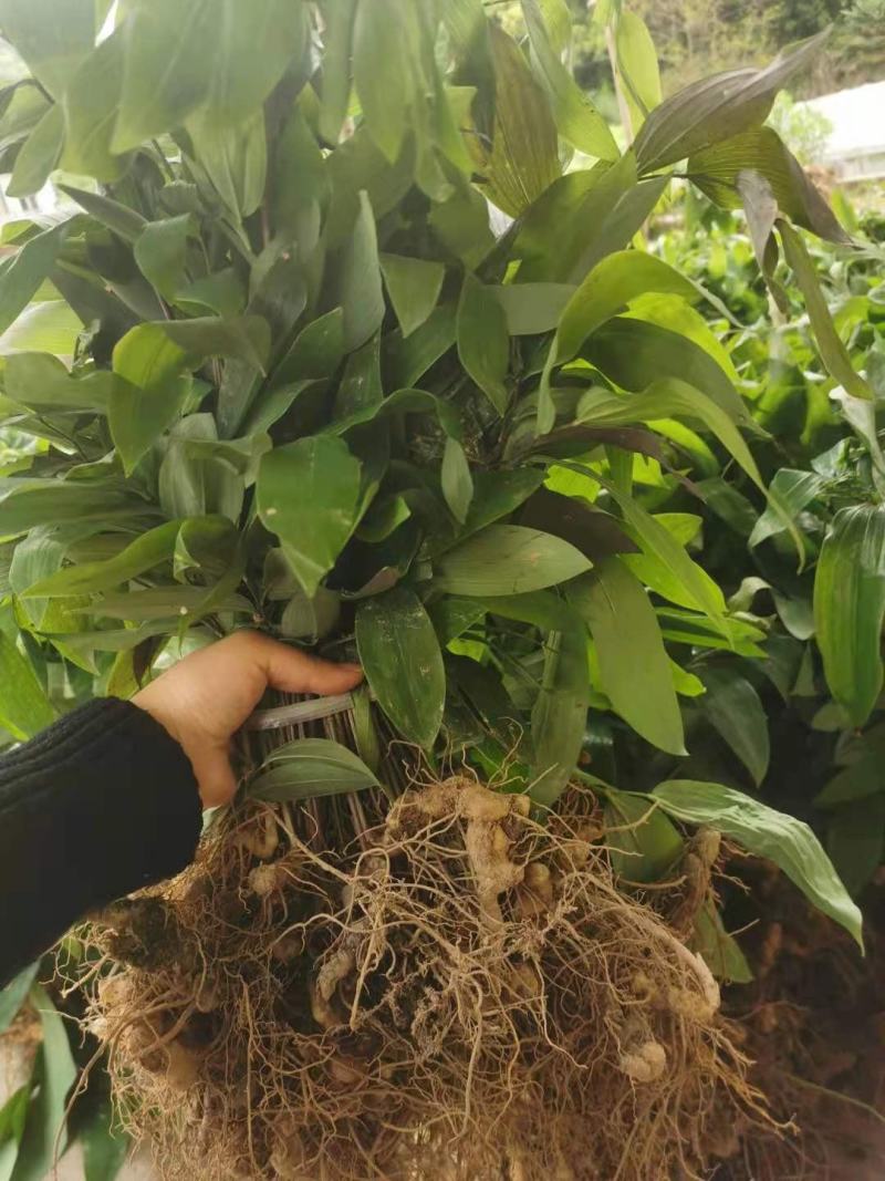 多花姜型倒苗甜黄精九华黄精种苗块茎苗