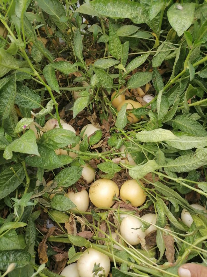 反季节人参果还大量有货，目前货好价低，量大从优，场地直销