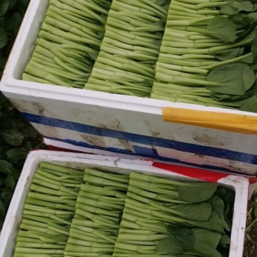 广东菜心