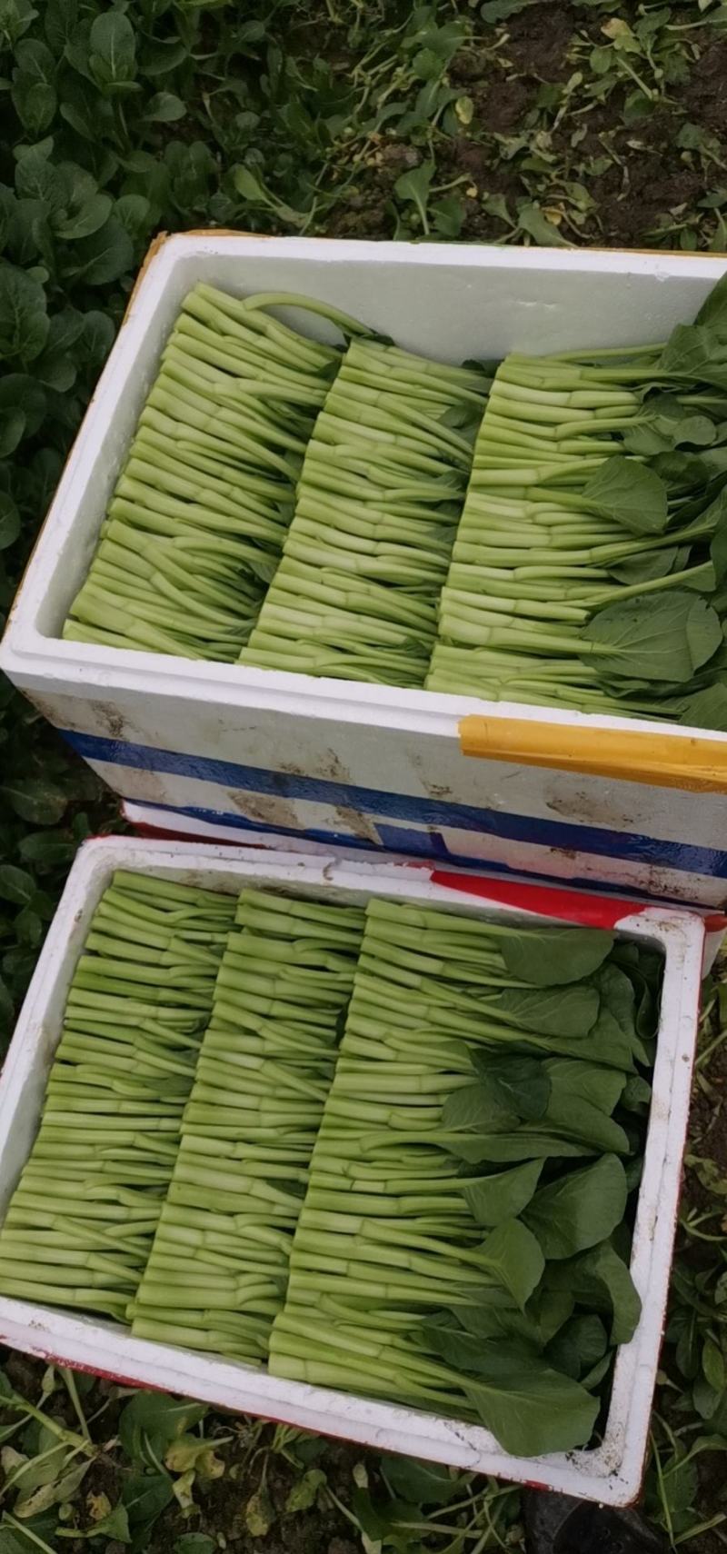 广东菜心