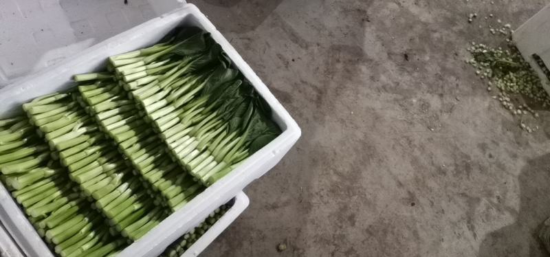 广东菜心