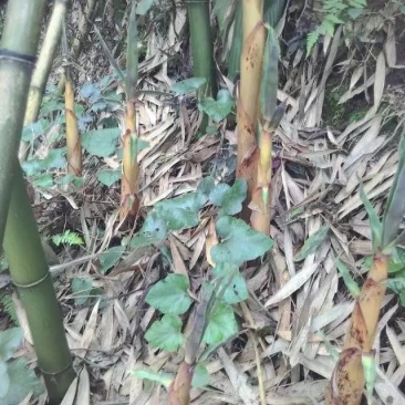 鲜苦竹笋