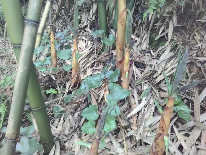 鲜苦竹笋
