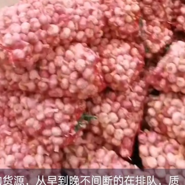 淮阳鲜蒜上市价格不高，扒皮蒜，带土毛蒜！！