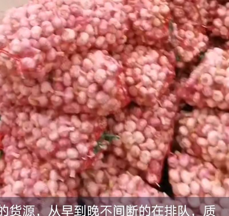 淮阳鲜蒜上市价格不高，扒皮蒜，带土毛蒜！！
