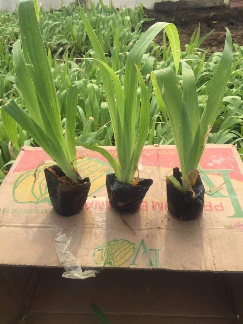 紫花鸢尾，苗圃直发，便宜处理需要的询价