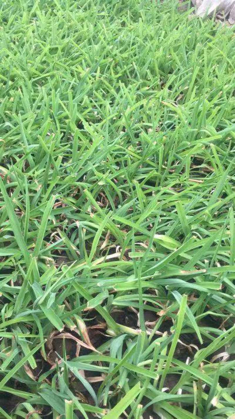 金娃娃萱草苗圃直发，欢迎询价，价格低，质量好