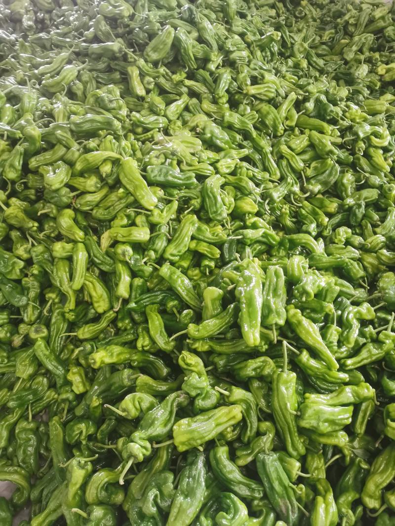 山东临沂兰陵薄皮芜湖辣椒大量上市了