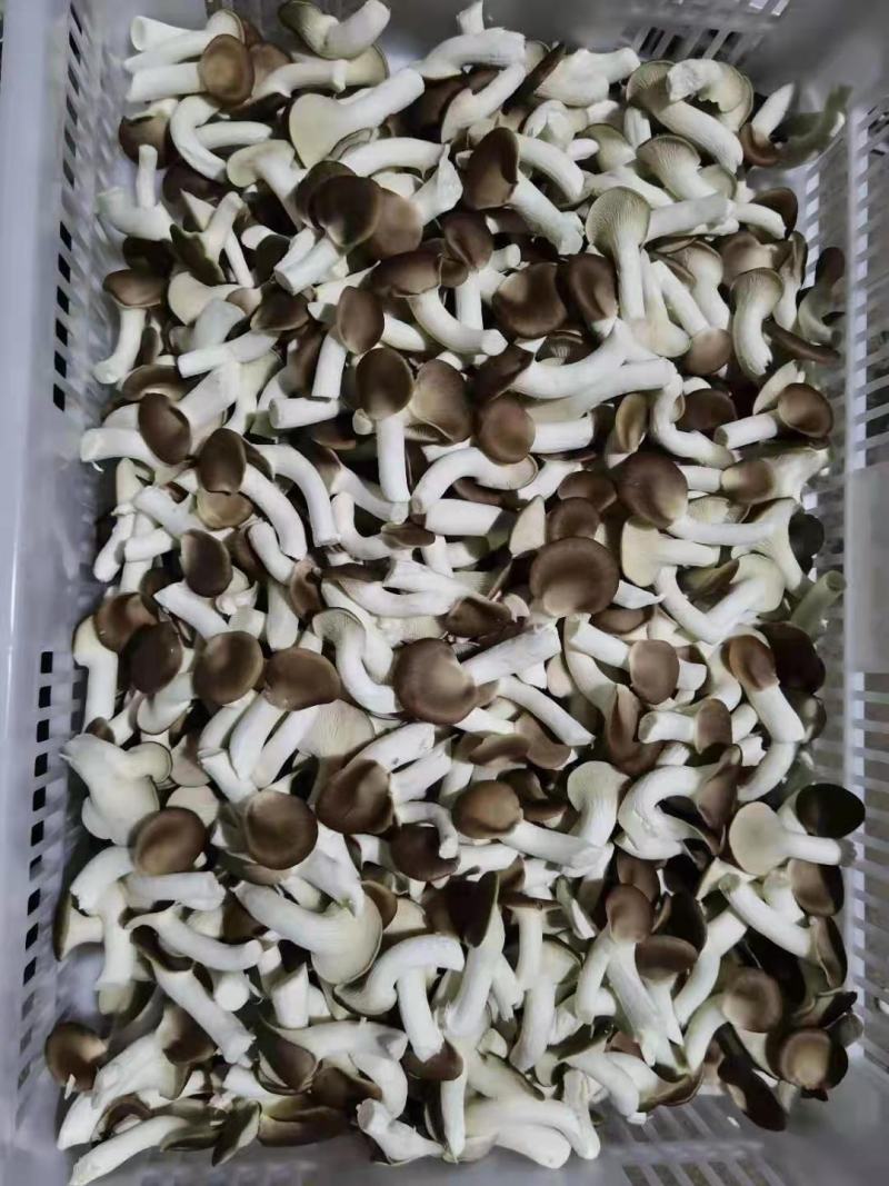 秀珍菇