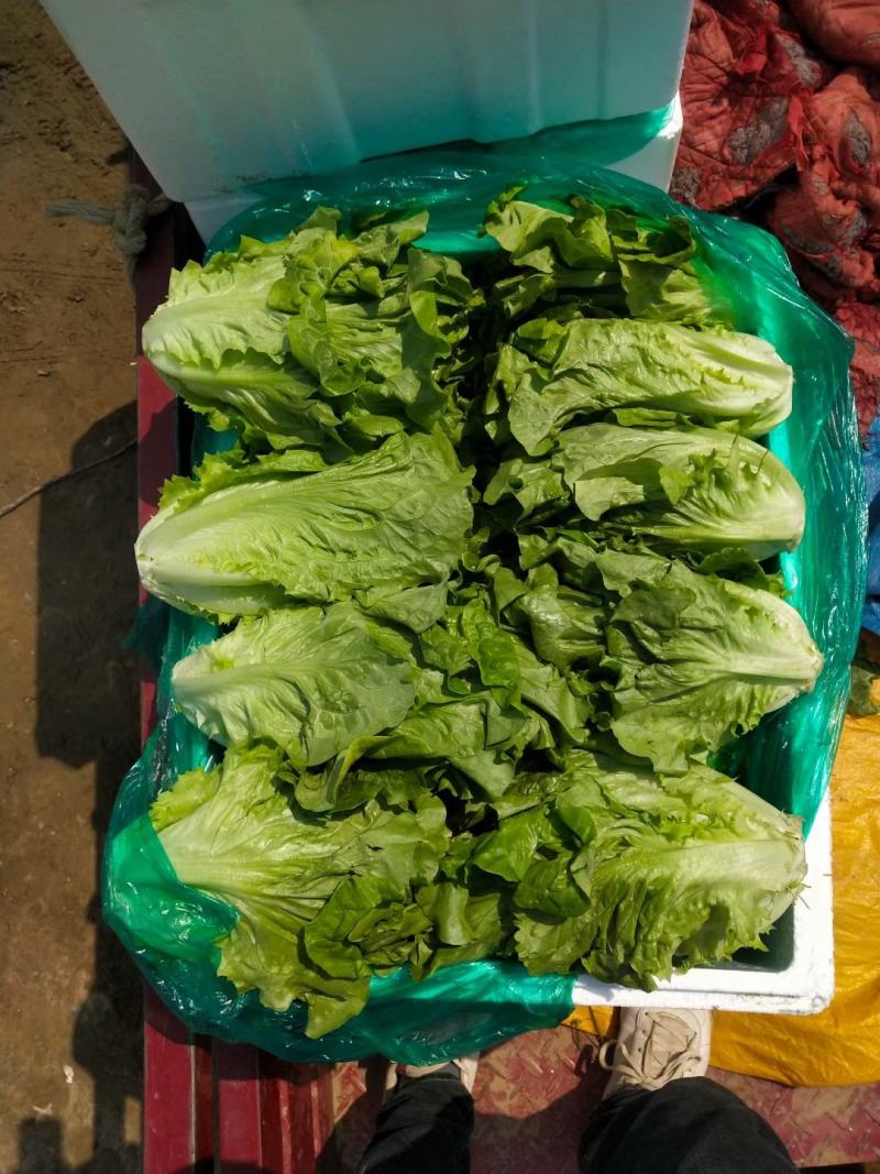 【精品】意大利生菜常年有货，代购代销量大从优