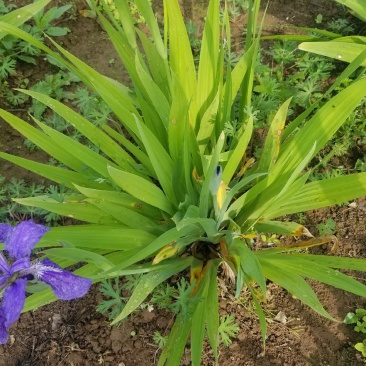 鸢尾花。兰花鸢尾。基地直销。宿根花卉。量大供应