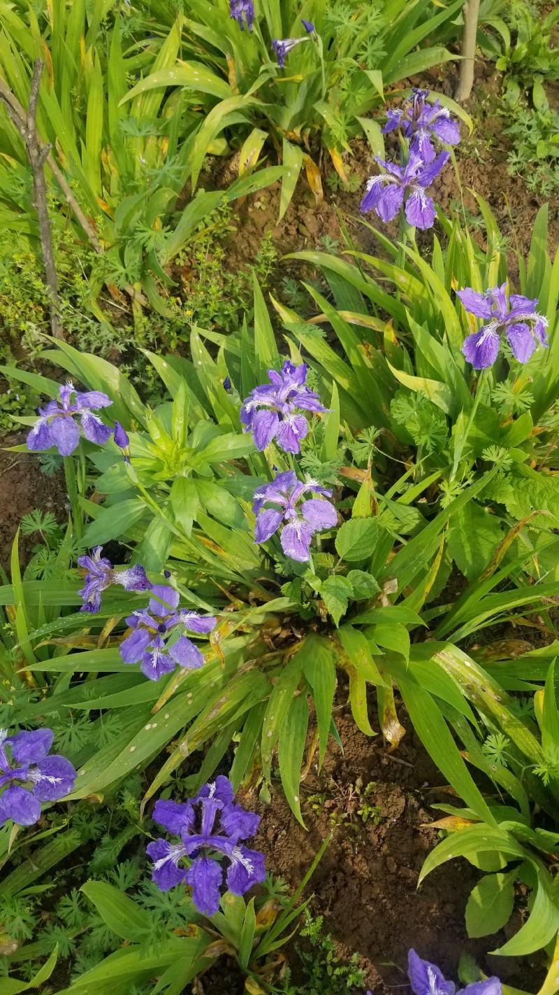 鸢尾花。兰花鸢尾。基地直销。宿根花卉。量大供应