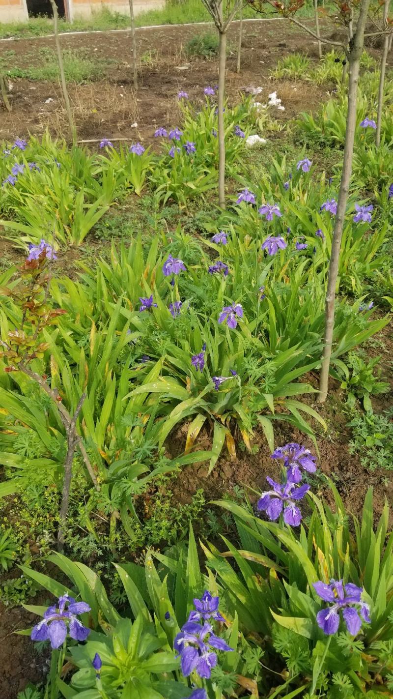 鸢尾花。兰花鸢尾。基地直销。宿根花卉。量大供应