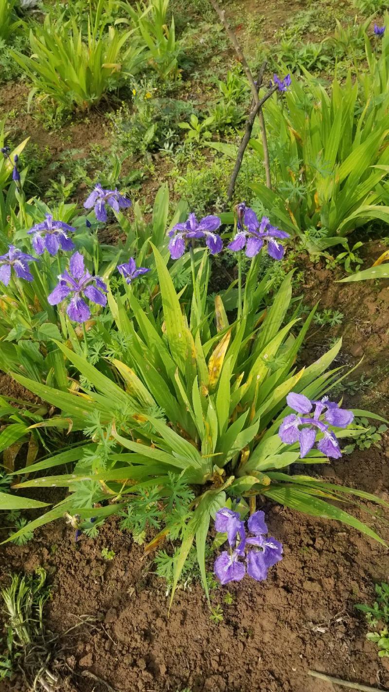 鸢尾花。兰花鸢尾。基地直销。宿根花卉。量大供应