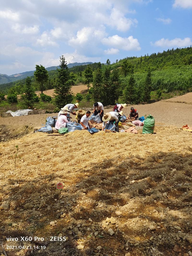 广西柳州市区瑶山香辣火姜