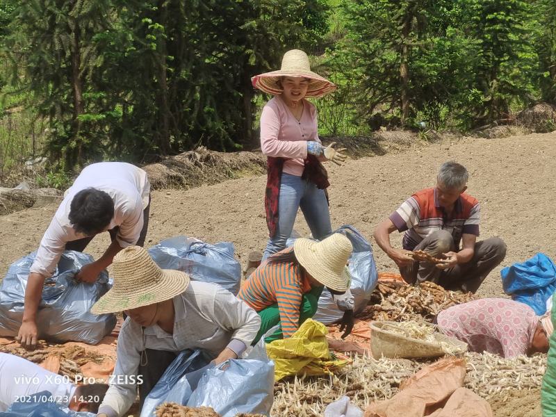 广西柳州市区瑶山香辣火姜
