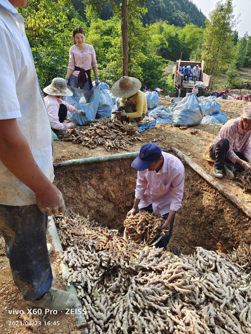 广西柳州市区瑶山香辣火姜