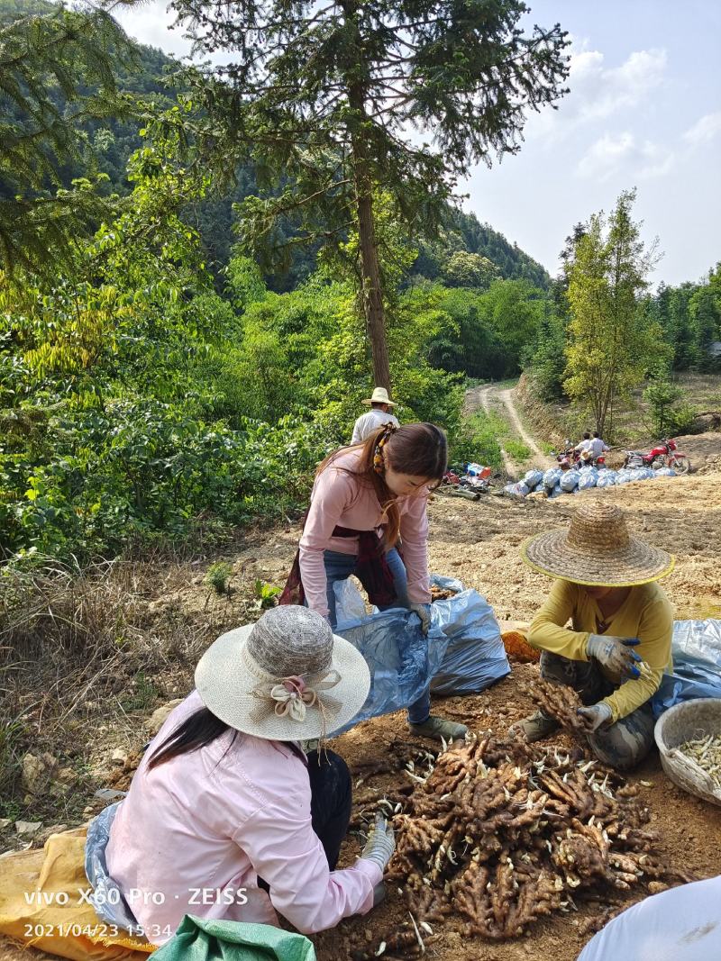 广西柳州市区瑶山香辣火姜
