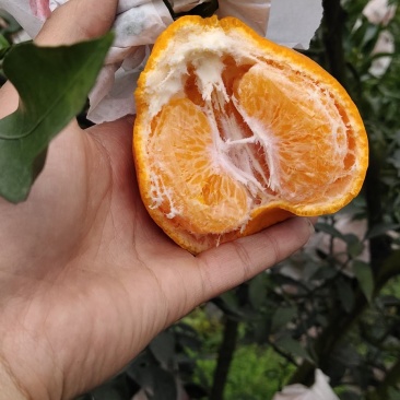 春见耙耙柑
