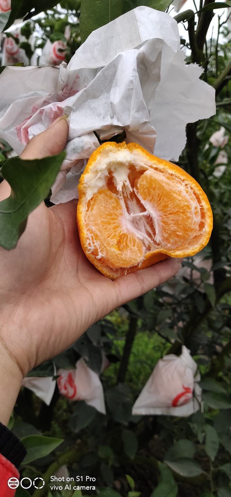 春见耙耙柑