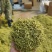 金银花山东临沂产地供应厂家直销现货绒毛