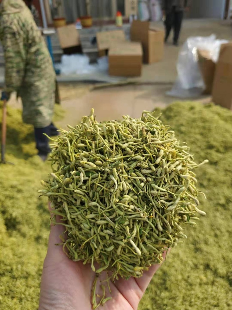 金银花山东临沂产地供应厂家直销现货绒毛