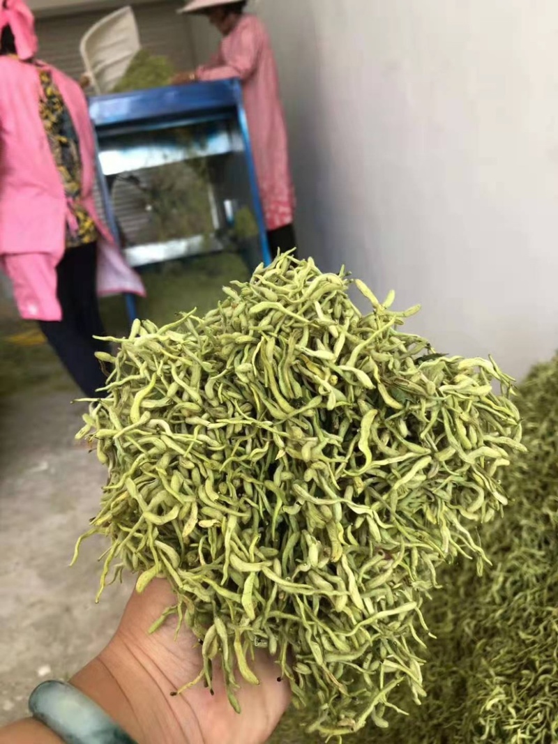 金银花山东临沂产地供应厂家直销现货绒毛