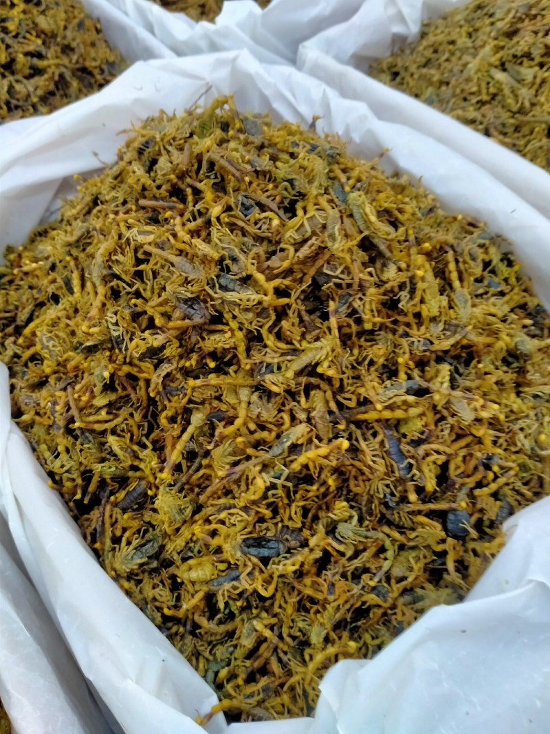 蝎子！大货批发一手货源！品质好价格优规格齐全价格优！