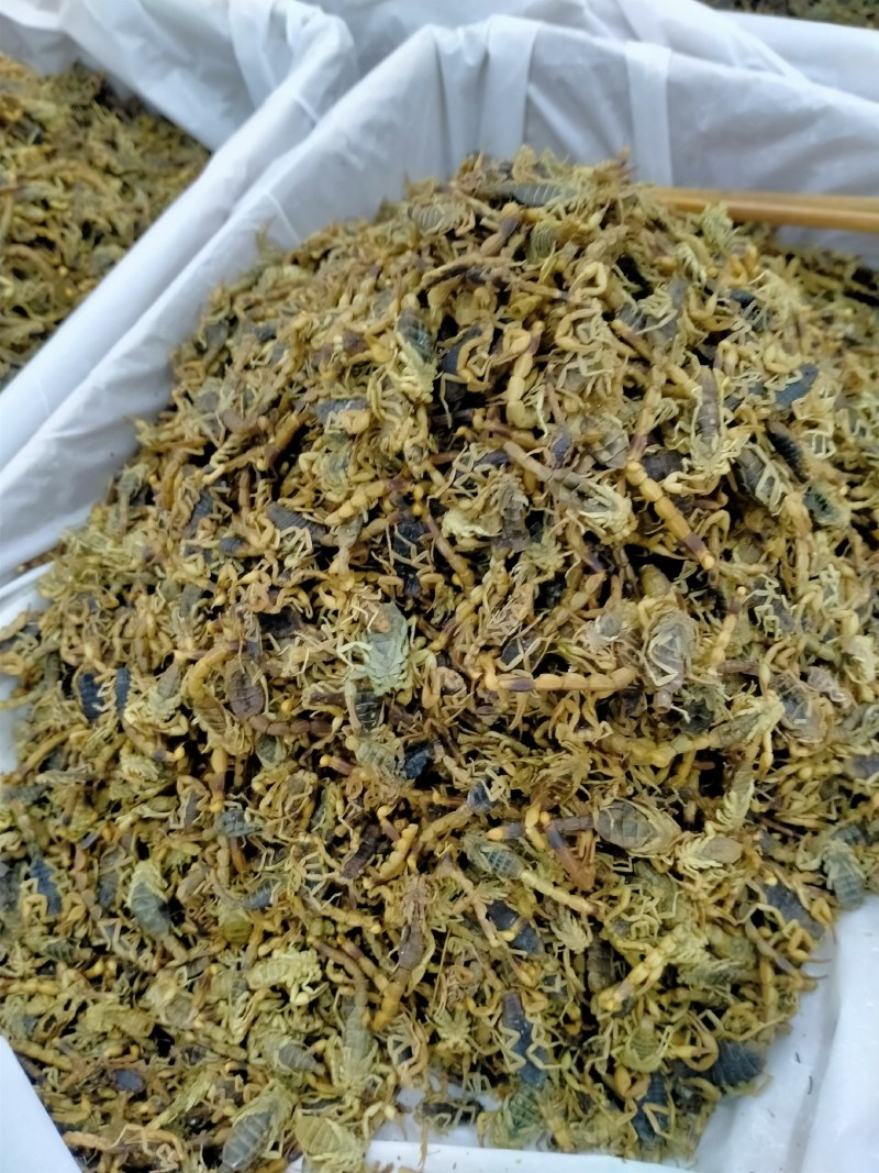 蝎子！大货批发一手货源！品质好价格优规格齐全价格优！