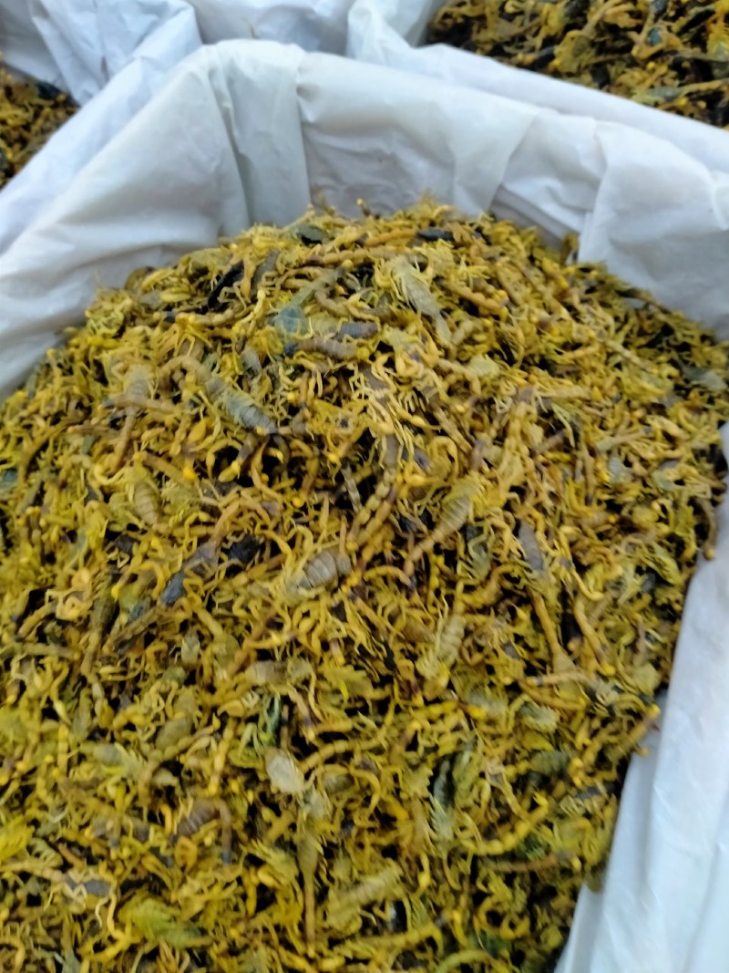 蝎子！大货批发一手货源！品质好价格优规格齐全价格优！