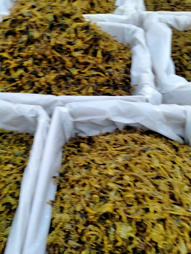 蝎子！大货批发一手货源！品质好价格优规格齐全价格优！