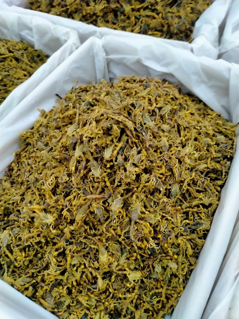蝎子！大货批发一手货源！品质好价格优规格齐全价格优！