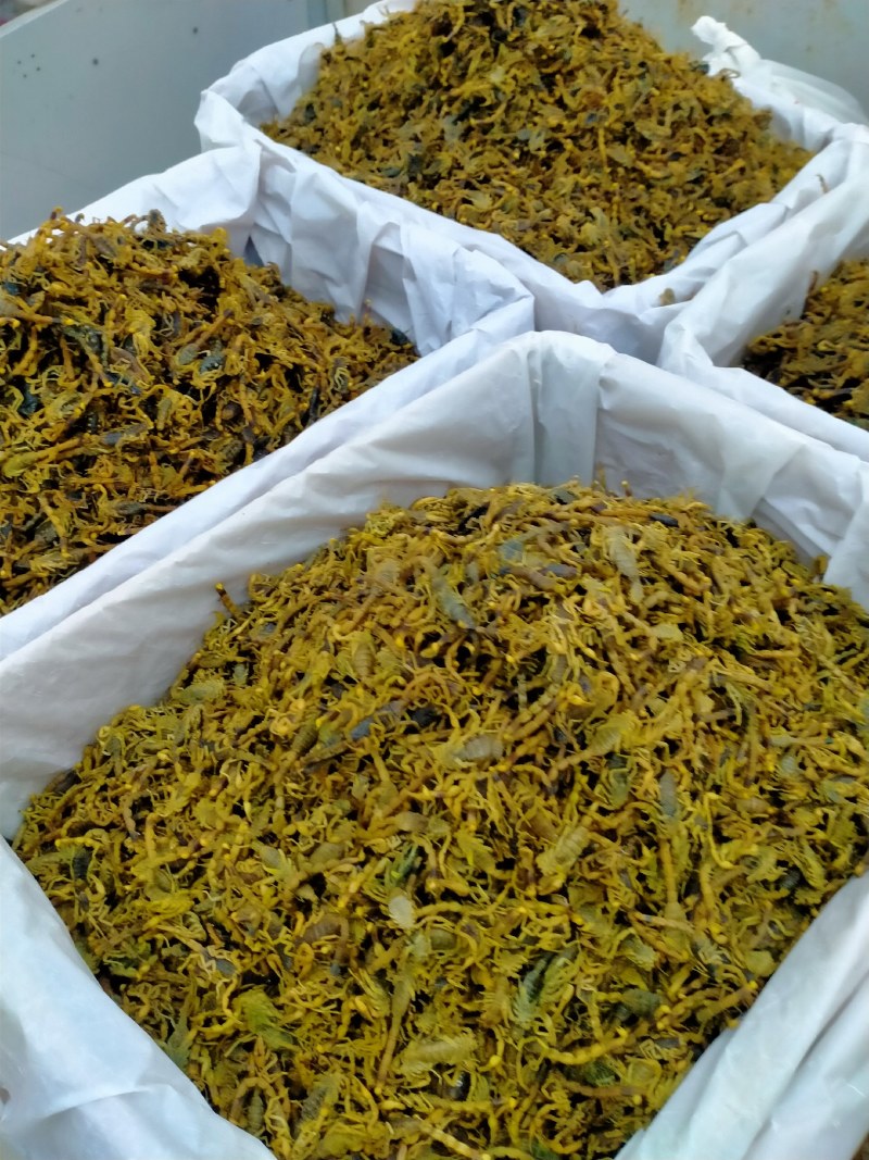 蝎子！大货批发一手货源！品质好价格优规格齐全价格优！