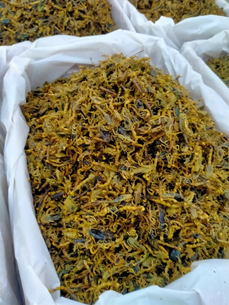 蝎子！大货批发一手货源！品质好价格优规格齐全价格优！