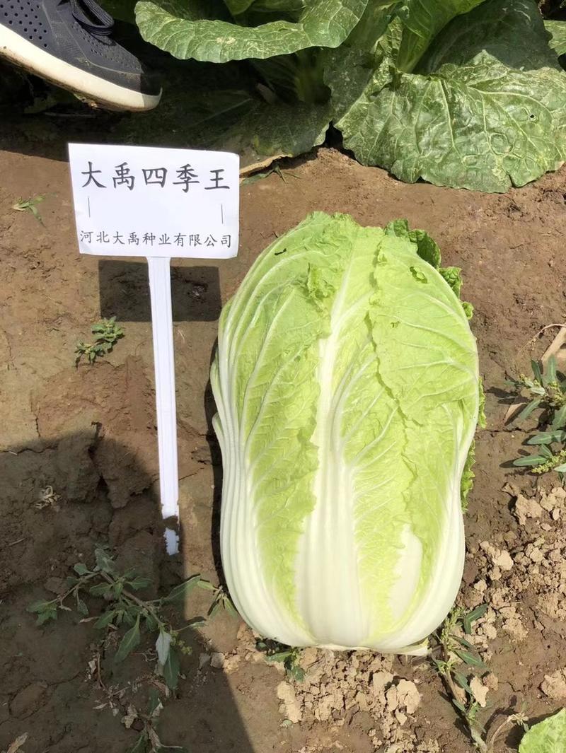 四季王大白菜种子春秋炮弹型50天上市春白菜