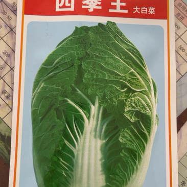 四季王大白菜种子春秋炮弹型50天上市春白菜