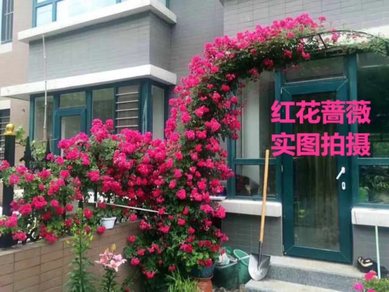 基地直销藤本月季庭院别墅绿化欧洲爬藤月季大小颜色规格齐全