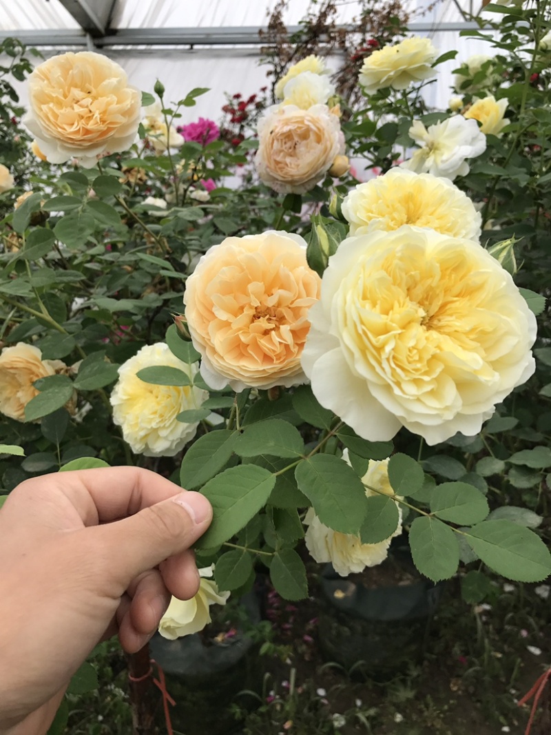 基地直销藤本月季庭院别墅绿化欧洲爬藤月季大小颜色规格齐全