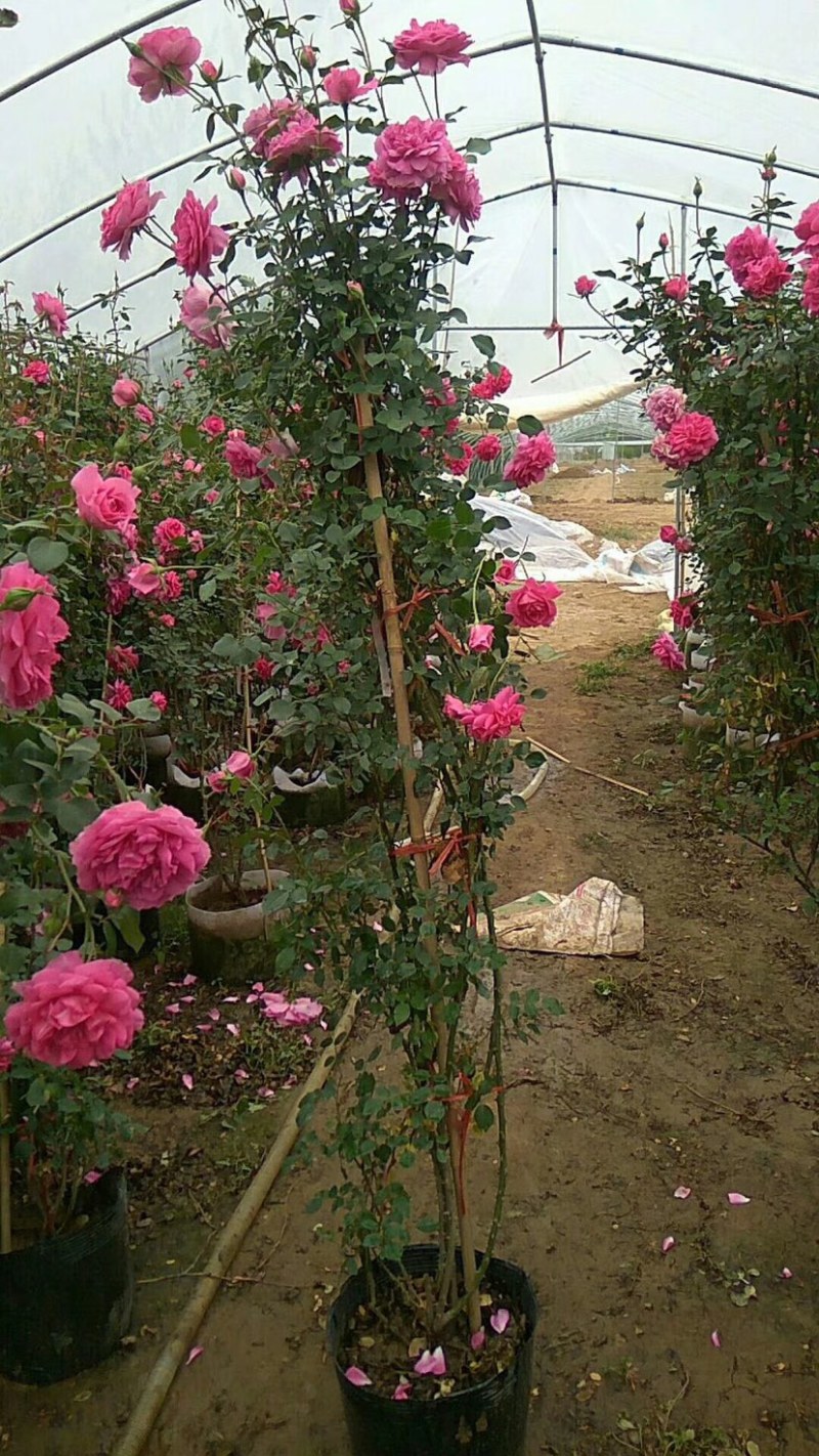基地直销藤本月季庭院别墅绿化欧洲爬藤月季大小颜色规格齐全