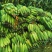 品冠一号超甜水果玉米，大面积种植，第一批7月18号左右可